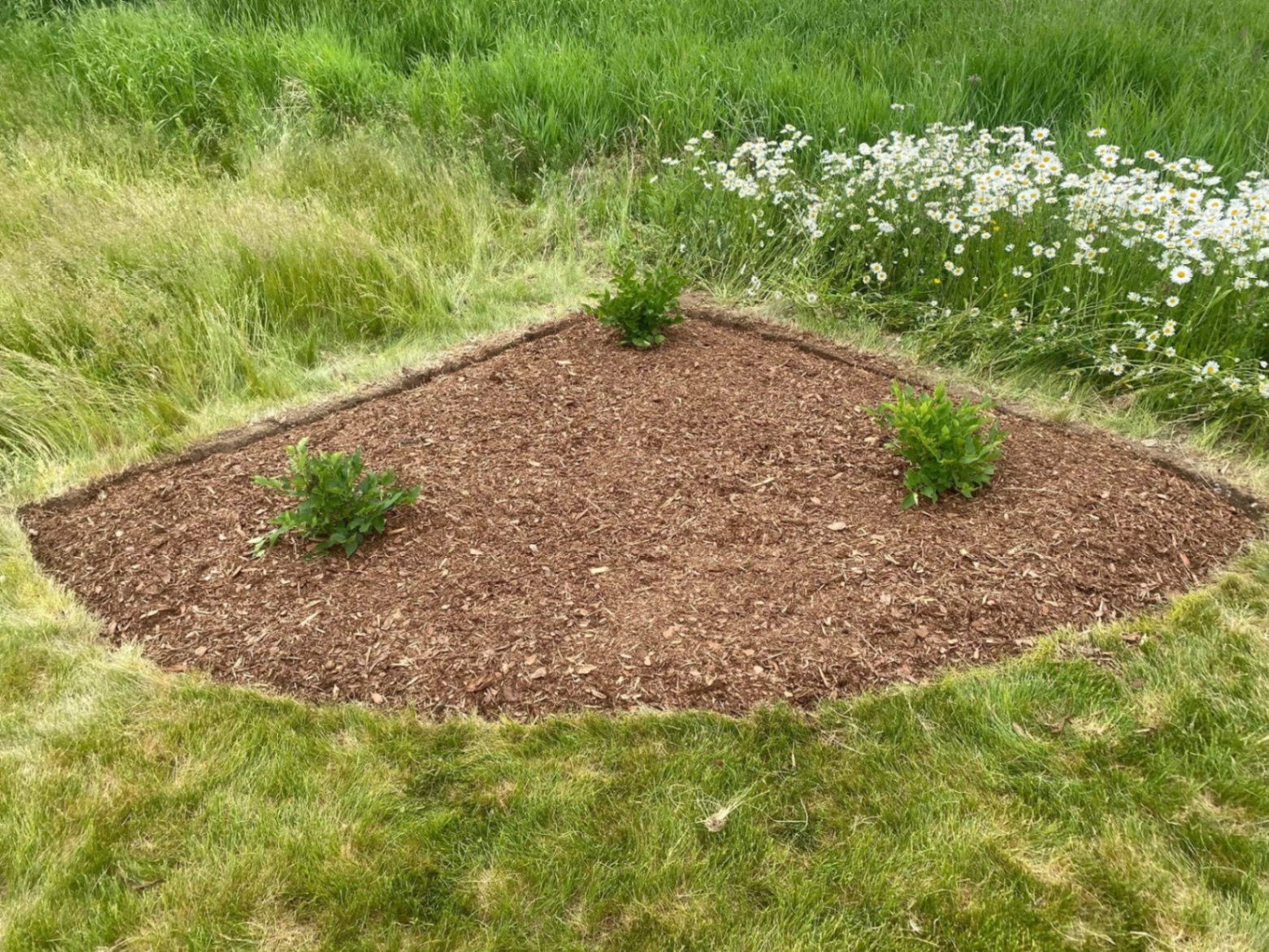 New Mulch Bed Install